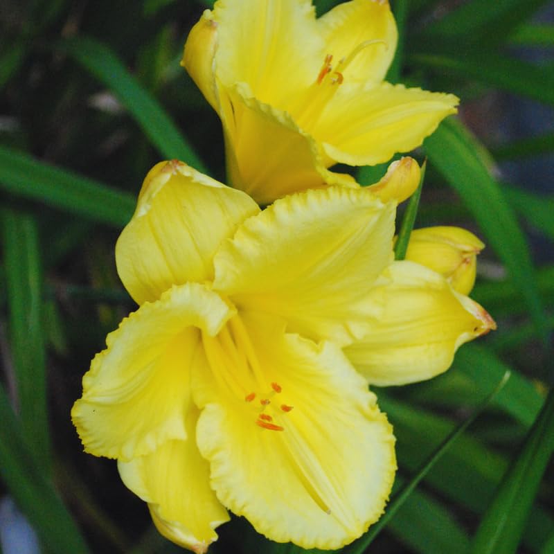 2 Live Plants Yellow Daylily for Planting, Yellow Daylilies Reblooming Annual Flower Plant for Outdoor
