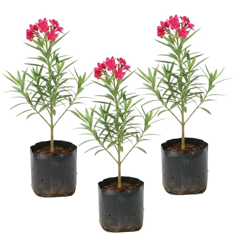 3 Pink Oleander Live Plants 4-7” Tall, Flowering Bush Starter Plant for Landscape Well-Rooted
