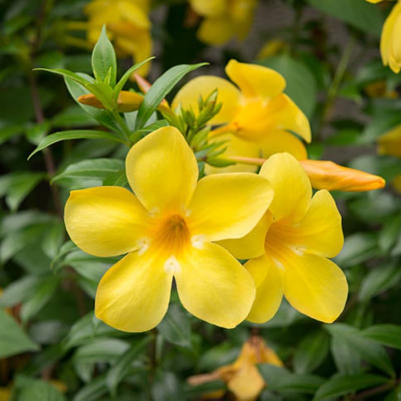 2 Yellow Mandevilla Plants Live, Flowering Vine Plants for Garden Patio, Live Mandevilla Plant Growing
