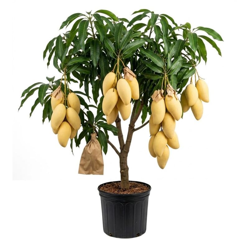 Golden Mango Tree Plant for Planting Outdoor Garden, Mango Plant Live 3 Inch Pot, Tropical Fruit Plants, No Ship to CA