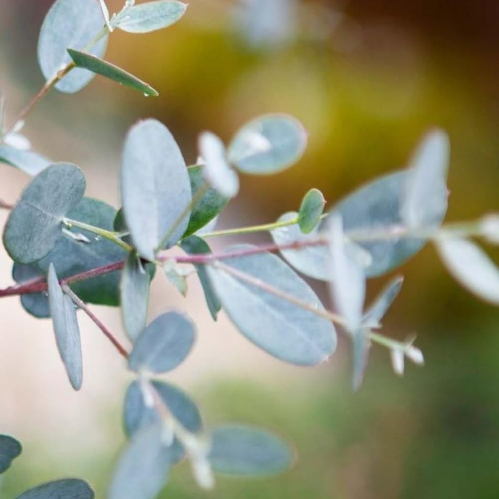 Silver Dollar Eucalyptus Plant, Well Roooted Eucalyptus Tree Live, 3 to 5 Inch Tall