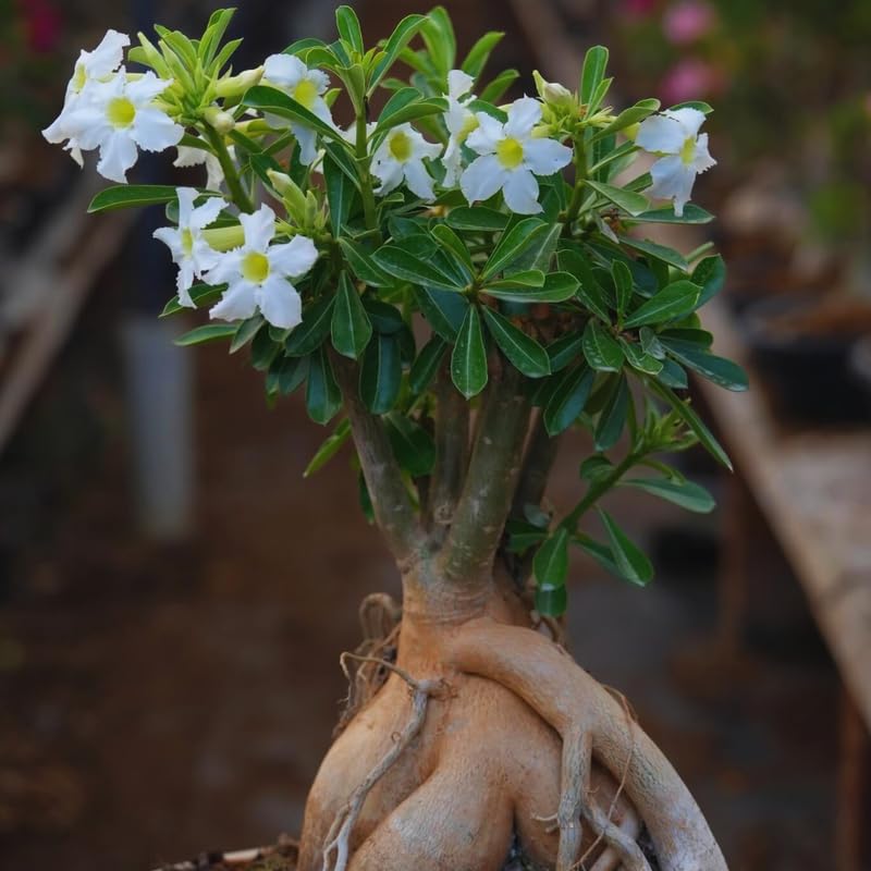 White Desert Rose Plant Live, Adenium Desert Rose Plant Live, 4 to 7 Inches Tall, Flowering Succulent Plant