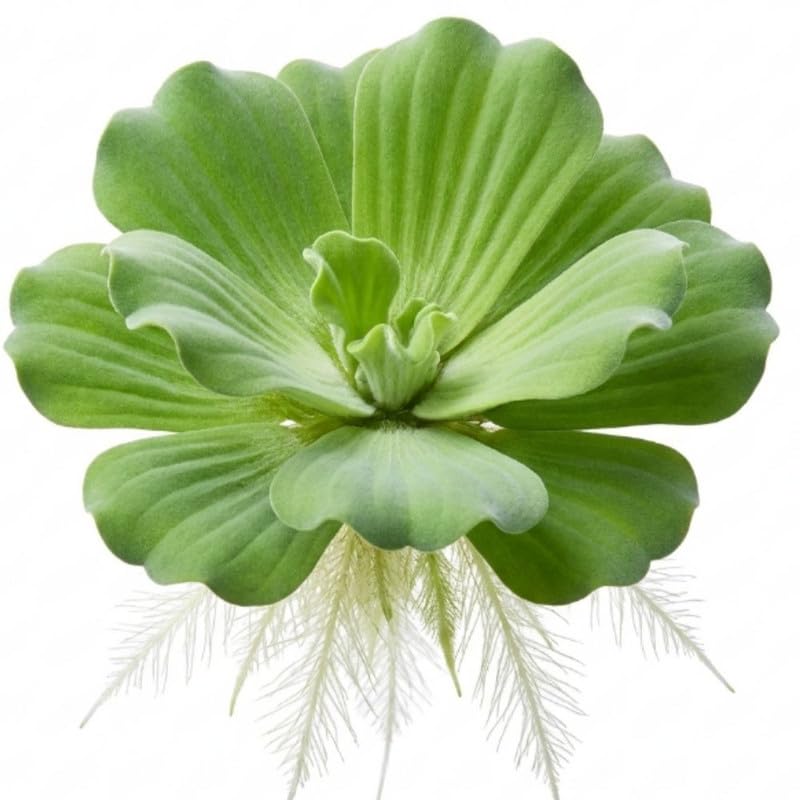 Water Lettuce Live Plant - Large Floating Water Lettuce Plant