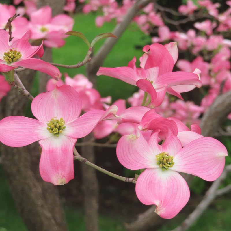 Pink Dogwood Tree, 10-16" Tall Hardy Dogwood Tree Plant in Quart Pot, Perennial Flower Plants, Dormant in Winter