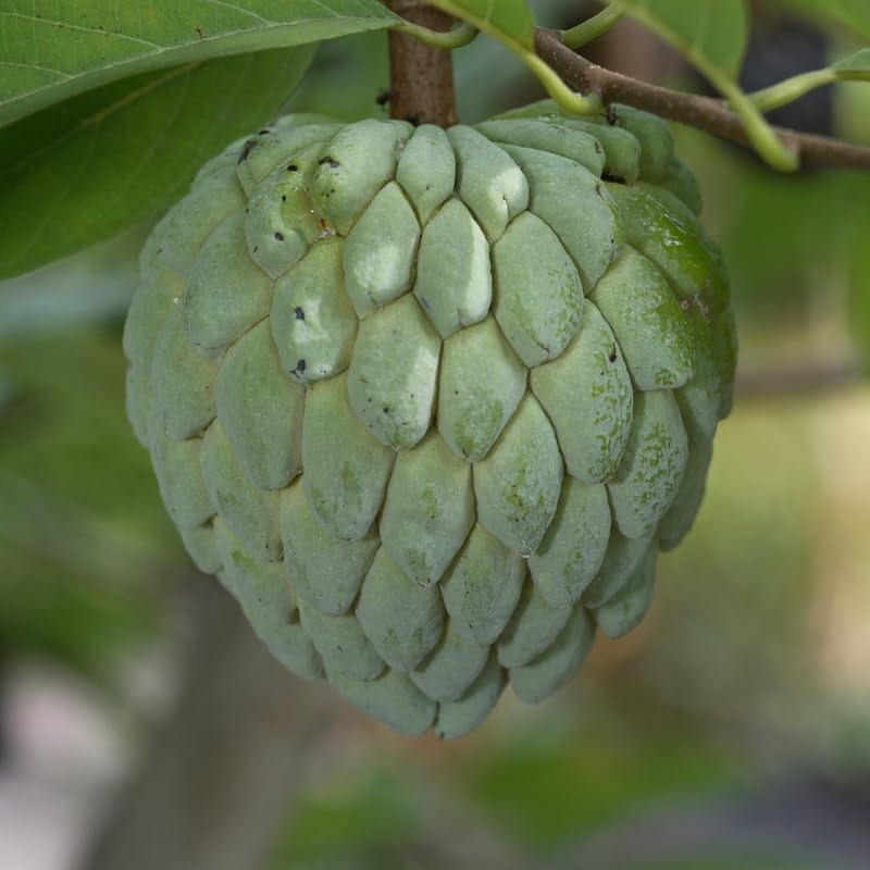 Sugar Apple Tree Plant, Annona Squamosa Sugar Apple Tree in 1 Gallon Pot, Ready to Grow, No Ship to CA