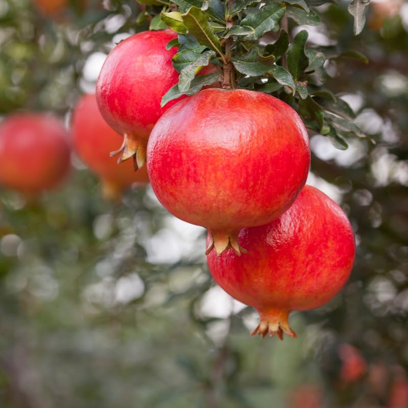 Pomegranate Tree Live Plant - 3-4 Ft Tall in 3 Gallon Pot - Large Pomegranate Fruit Tree for Outdoor Garden and Landscape, No Ship to CA