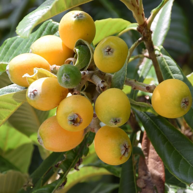 Live Loquat Tree Plant 2-3 Feet Tall, Tropical Fruit Tree for Garden Planting, Outdoor Loquat Plant for Backyard Orchard, Patio Pots or Landscape Growing, No Ship to CA