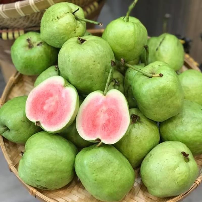 Pink Guava Tree Plant, 1-2 Ft Tall Guava Fruit Live Plant in 3 Gallon Pot, Perennial, Tropical Fruit Plants, No Ship to CA