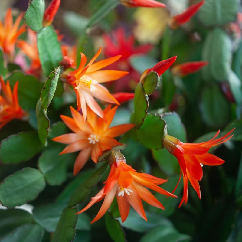 Orange Easter Cactus Live Plants, Spring Cactus 4-6 Inch, Houseplant Indoor Planting