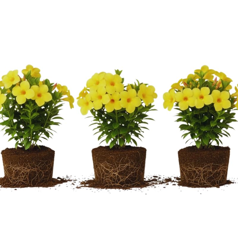 Set 3 Yellow Mandevilla Plants Live, Flowering Vine Plants for Garden Patio