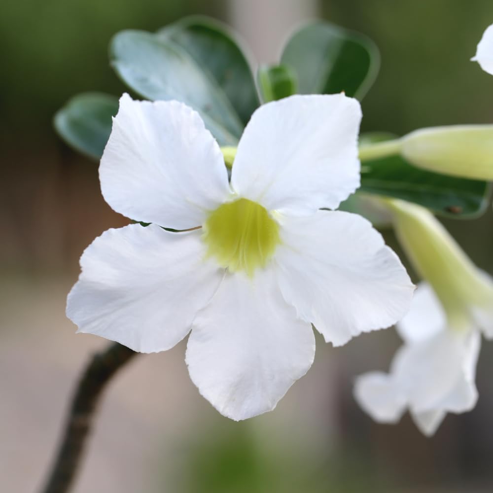 Adenium Desert Rose Plant, Starter Desert Rose for Planting Indoor Outdoor, 4-6 Inches, Flowering Succulent Seedling (White Blooms)