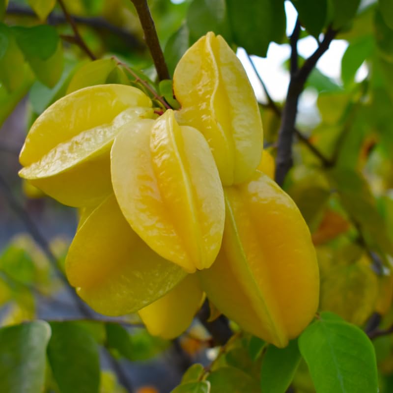Starfruit Plant in 1 Gallon Pot, 2 Ft Tall Star Fruit Tree Live Carambola Plant Potted, Tropical Fruits Plants for Planting Outdoor, No Ship to CA