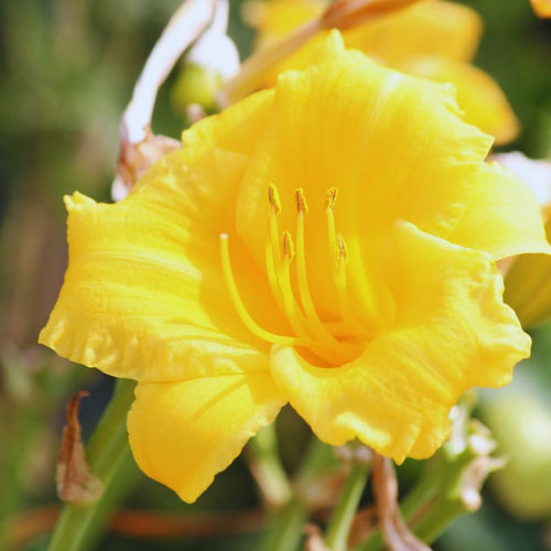 2 Live Plants Yellow Daylily for Planting, Yellow Daylilies Reblooming Annual Flower Plant for Outdoor