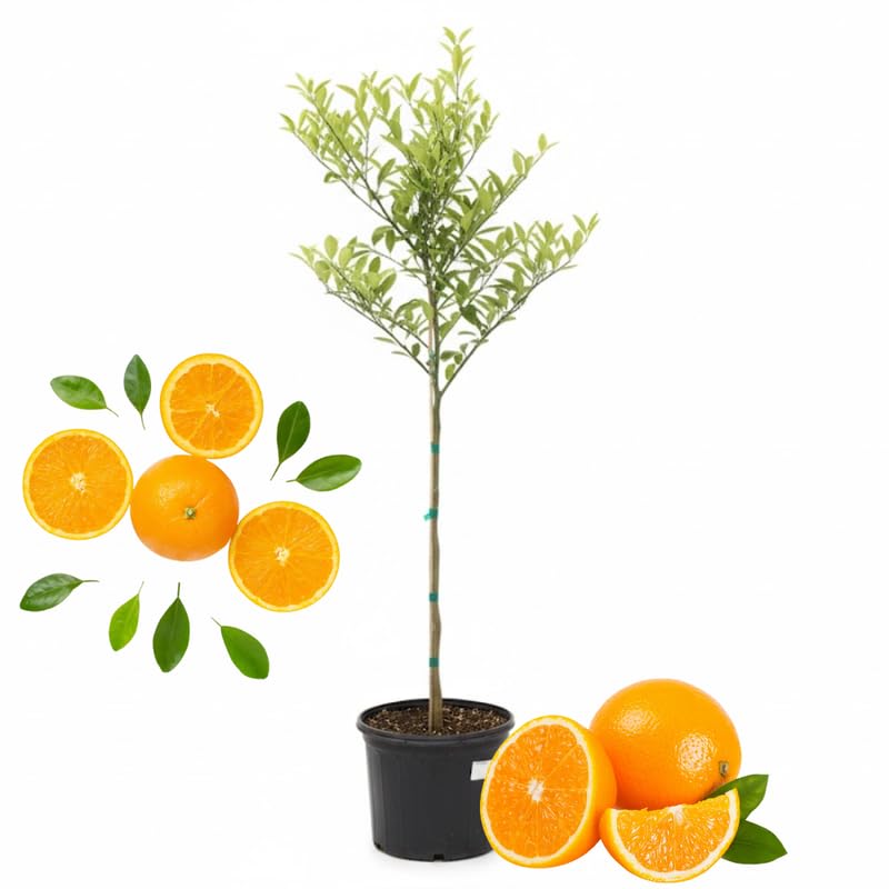 Valencia Orange Tree Live Plant, 4-5 Feet Tall in 5 Gallon Pot, Sweet Citrus Tree for Outdoor Planting