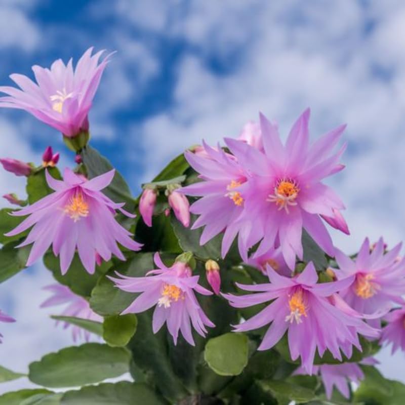 Pink Easter Cactus Live Plants, Spring Cactus 4-6 Inch, Houseplant Indoor Planting