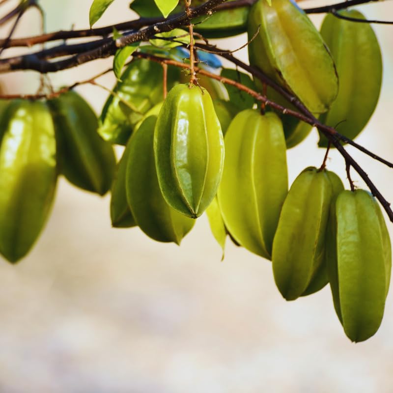 Starfruit Tree Live Plant, Star Fruit Plant Live, 2-3 Feet Tall, Hardy Fruit Garden, No Ship to CA