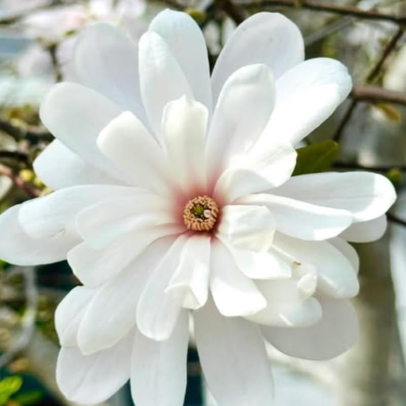 Star Magnolia Tree Live Plant in 4-8 Inches, Fragrant Spring Blooms, Hardy Perennial Magnolia Flowers Potted Ready to Grow, Winter Dormant
