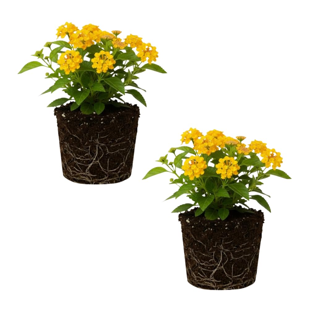 Set of 2 Lantana Plants Live, Trailing Lantana Plant, 4 to 6 Inch Tall for Planting Outdoors (Yellow)
