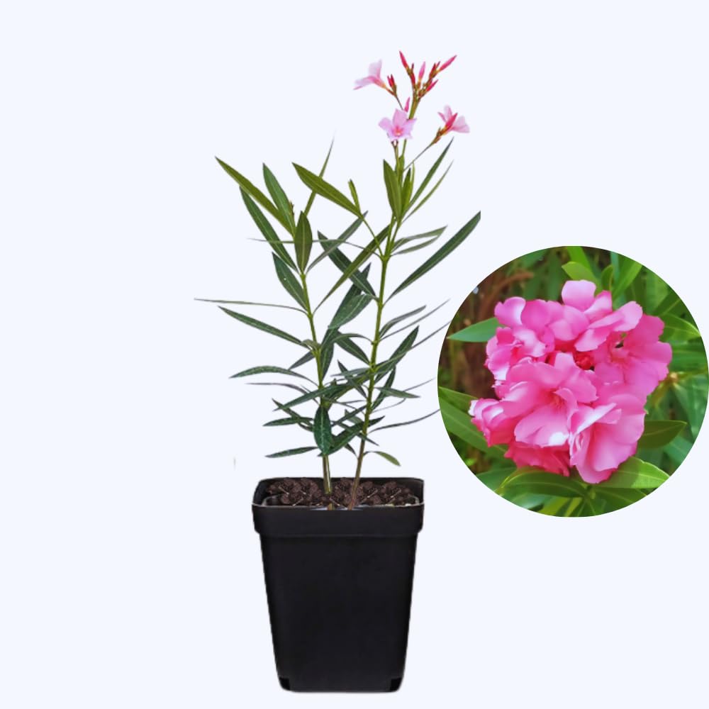 3 Oleander Plants Live, Pink Flower Plants, Live Oleander Plant, 5 to 8 Inches Tall
