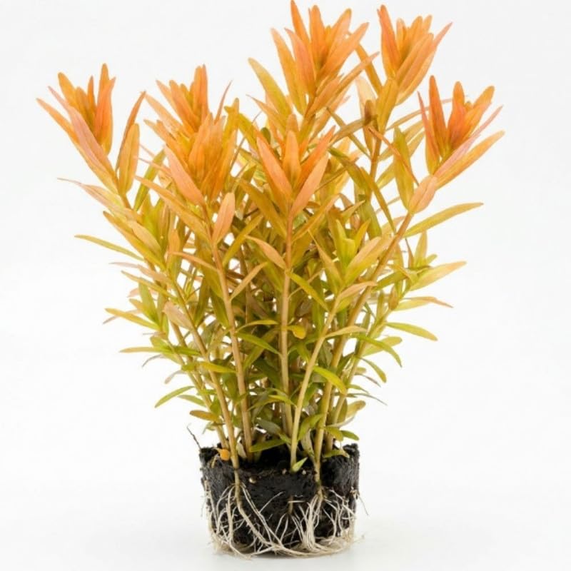 Orange Rotala Plant Stems, Live Aquarium Plant - 1 Clump Bundle