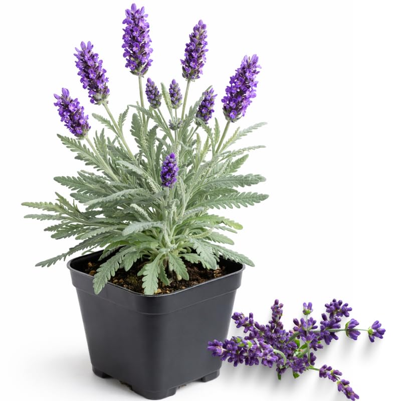 2 Goodwin Creek Lavender Plants Live for Planting, 4-8" Lavender Plant, Fragrant Purple Flowers, No Pot, Bare Root Herb for Garden, Container Growing