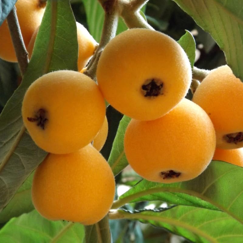 Loquat Tree Live Plant, Sweet Loquat Plant, 2 Feet Tall in 3 Gallon Pot for Planting Outdoors, No Ship to CA