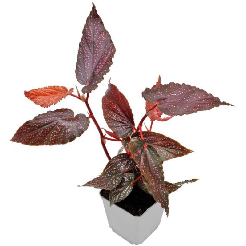 Pack 2 Begonias Plants Live, Pink Leaf White Spots Maculata Polka Dot Begonia Live Plant for Decorative Houseplants Indoor Outdoor, Spring Vibrant Foliage