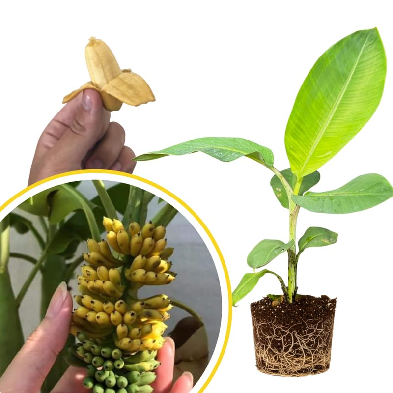 Banana Tree Live Plant 4–7″ Tall, Tropical Banana Plant, Fast Growing, Indoor and Outdoor Growing