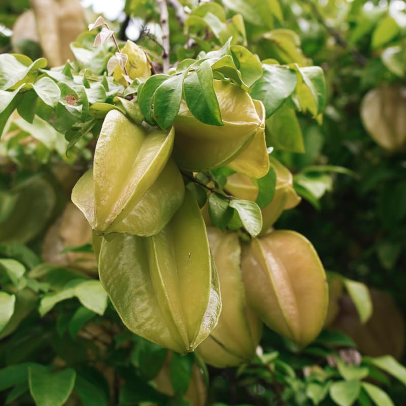 Starfruit Tree Live Plant, 1 Gallon Pot, Starfruit Tropical Fruit Tree for Outdoor Planting, No Ship to CA