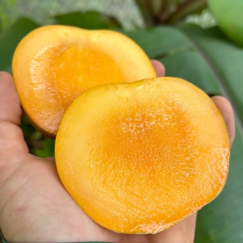 Yellow Mango Tree Live Plant, Fully Rooted in 3 Gallon Pot, Tropical Mango Fruit Tree for Indoor or Outdoor Growing