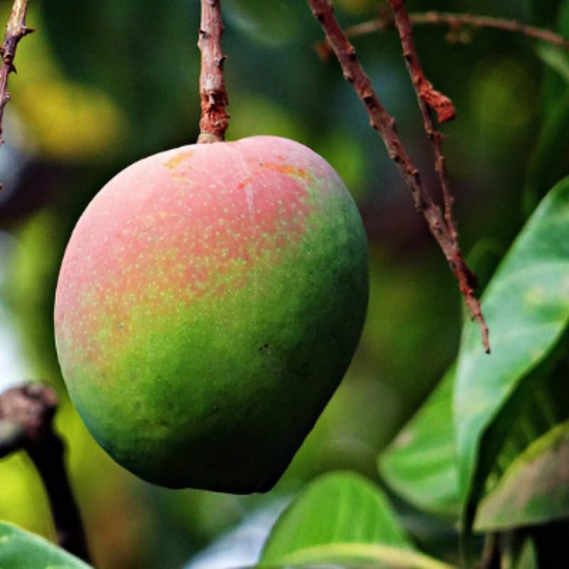 Pineapple Mango Tree Live Plant for Planting, Grafted Mango Plant in 3 Gallon Pot, Fast Growing Tropical Fruit Tree Seedlings