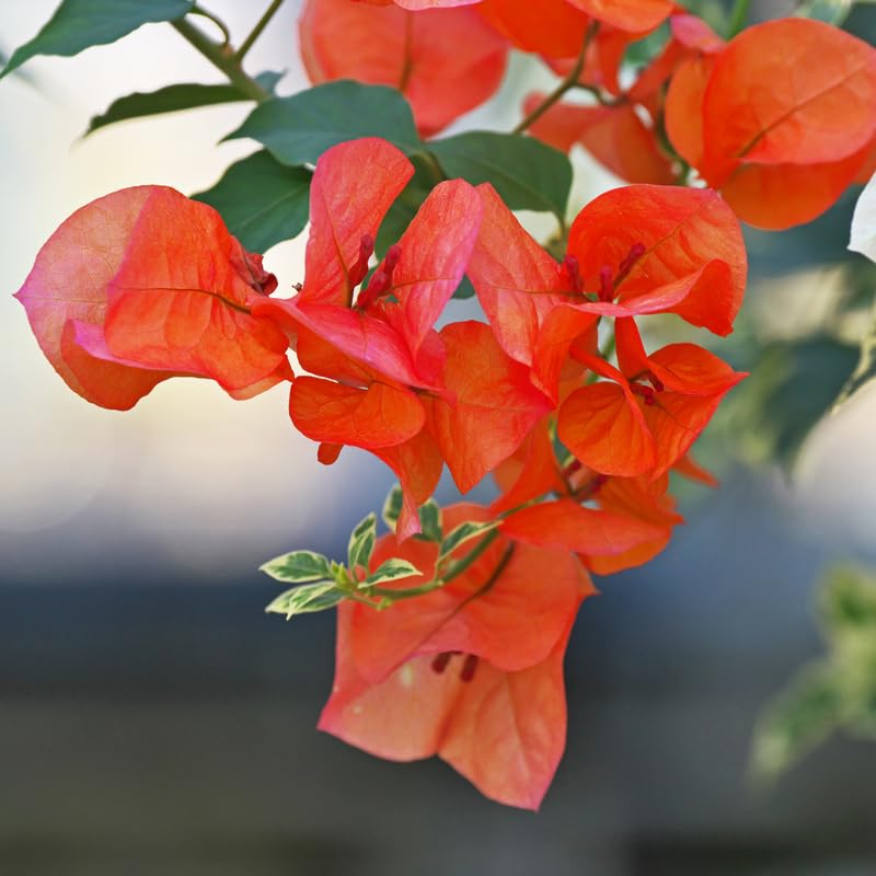 Set 2 Orange Bougainvillea Plants, 5-8" Tropical Bougainvillea Plant Starter, Colorful Perennial Blooms, Live Well Rooted Plant