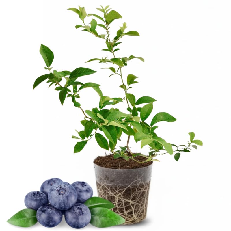 2 Blueberry Plants Live for Planting, 4-8 Inch Tall Well-Rooted, Hardy Blueberry Bush for Garden or Patio, High Yield (Sunshine Blueberry)