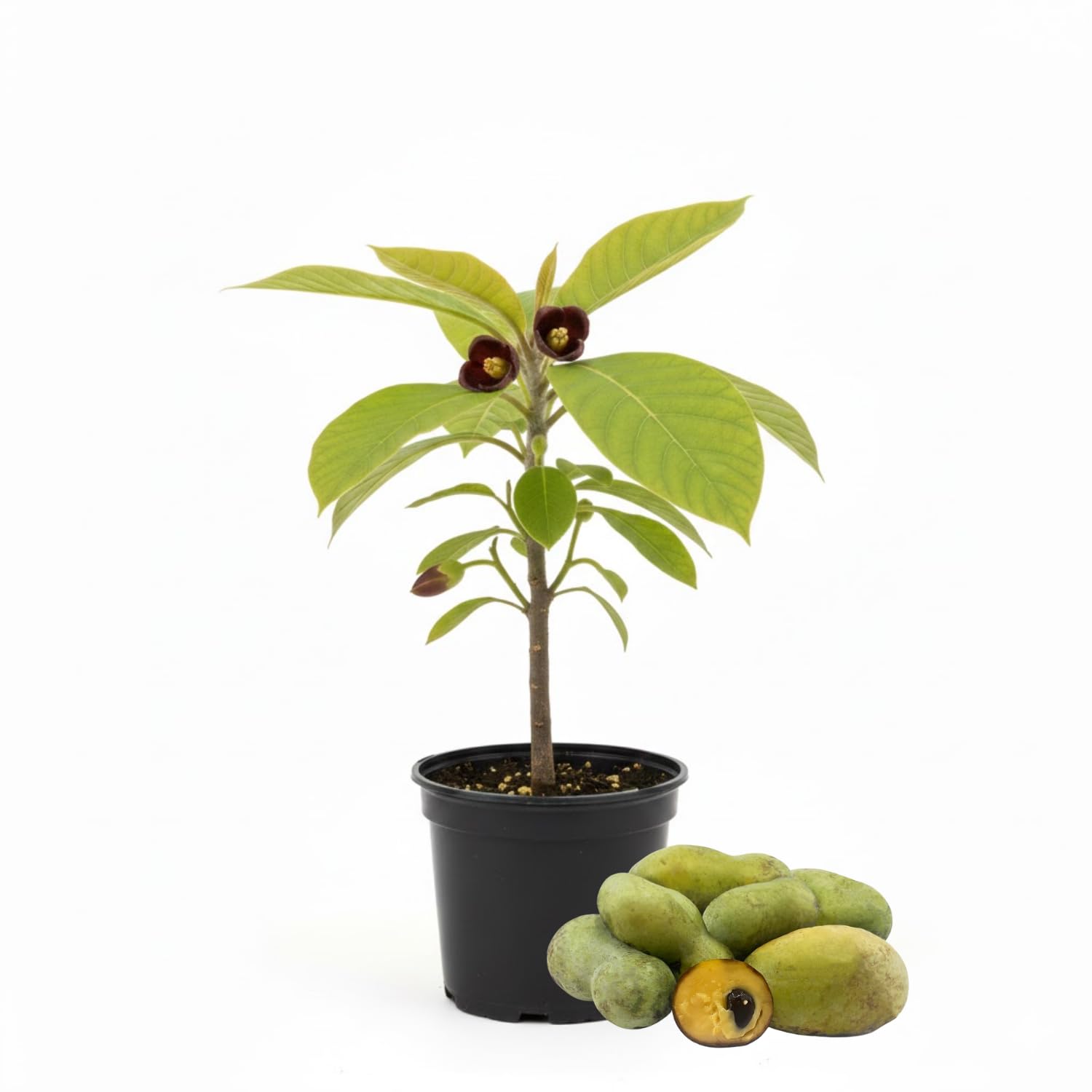 Sweet Paw Paw Tree Plant in Quart Pot, Hardy Pawpaw Tree, Well Rooted, Fast-Growing Fruit Trees, 6-12 Inches