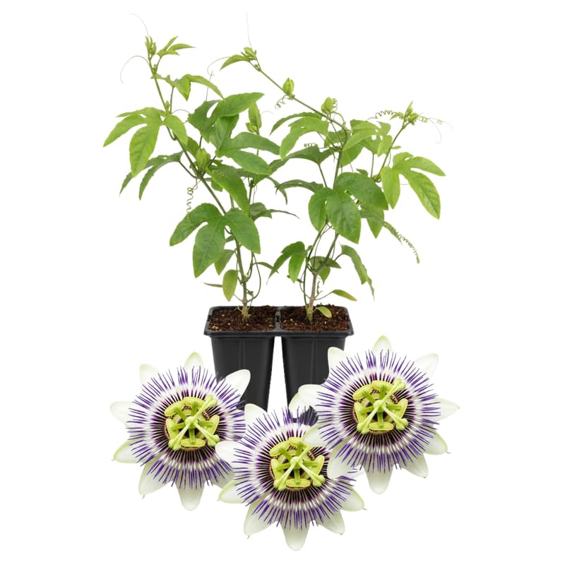 Set 2 Passion Flower Plants Live, Well Rooted Passiflora Flowering Vine 4-7'' Tall, Vibrant Blooms for Garden or Containers (White Purple)