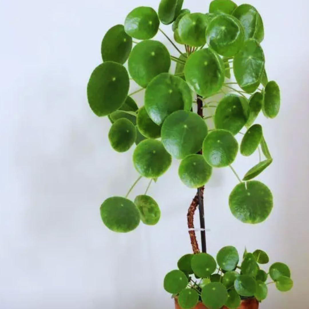 3 Pilea Peperomia Plants Live, Money Tree Plant Indoor, 5 to 7 Inc Tall