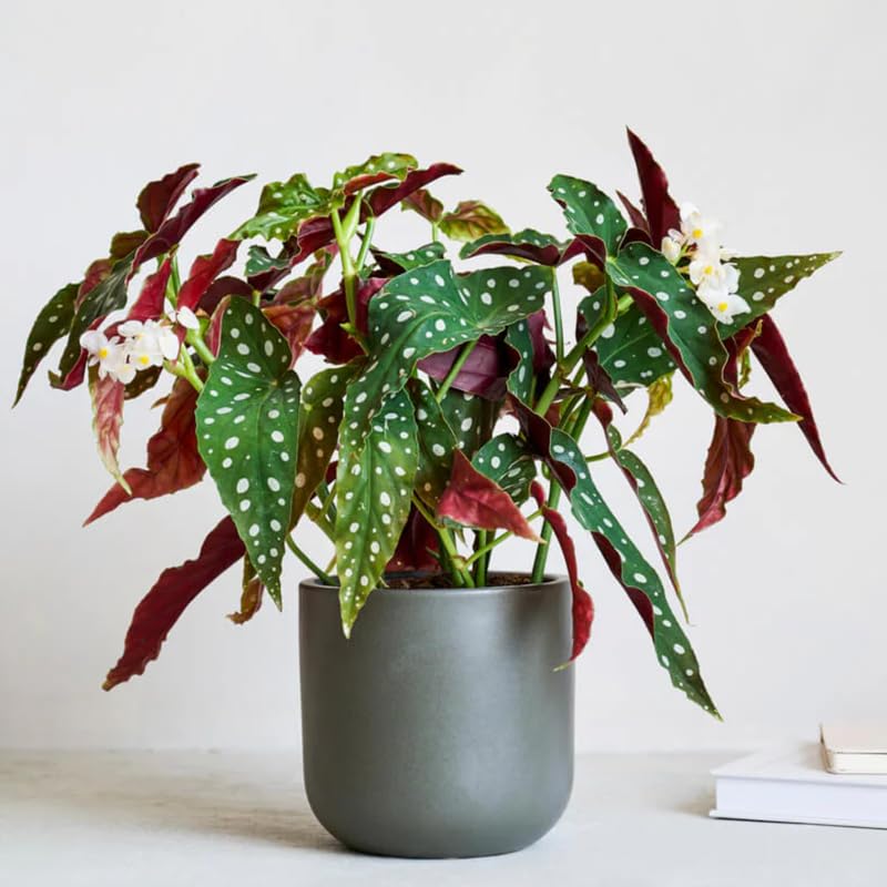 Pack 2 Begonias Plants Live, Maculata Polka Dot Angel Wing Begonia Live Plant for Decorative Houseplants Indoor Outdoor, Spring Vibrant Foliage