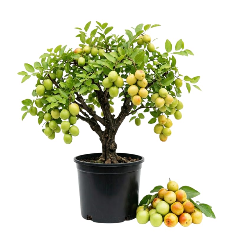Green Jujube Tree, Jujube Fruit Tree Live Plant, Sweet Fruit, 1-2 Feet Tall in 3 Gallon Pot for Outdoor Planting, No Ship to CA