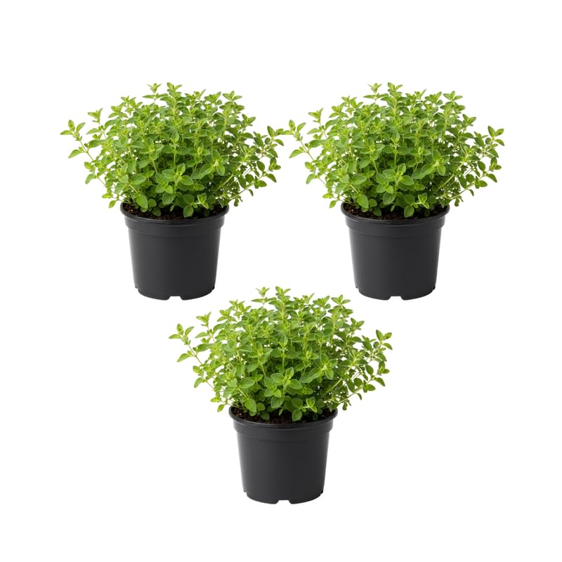 Set of 3 Greek Oregano Live Plants 4–7″ Tall, Culinary Herb Starter, Easy Care, Hardy Outdoor or Container