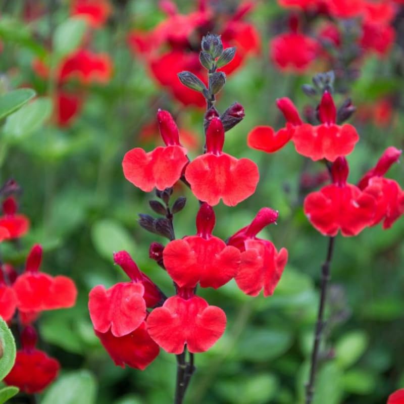 Sets 4 Red Salvia Sage Plants Live for Spring Planting, Size 4-6" in Tall, Fast-Growing and Quick Flower, Perennial Fragrant Shrubs Bush
