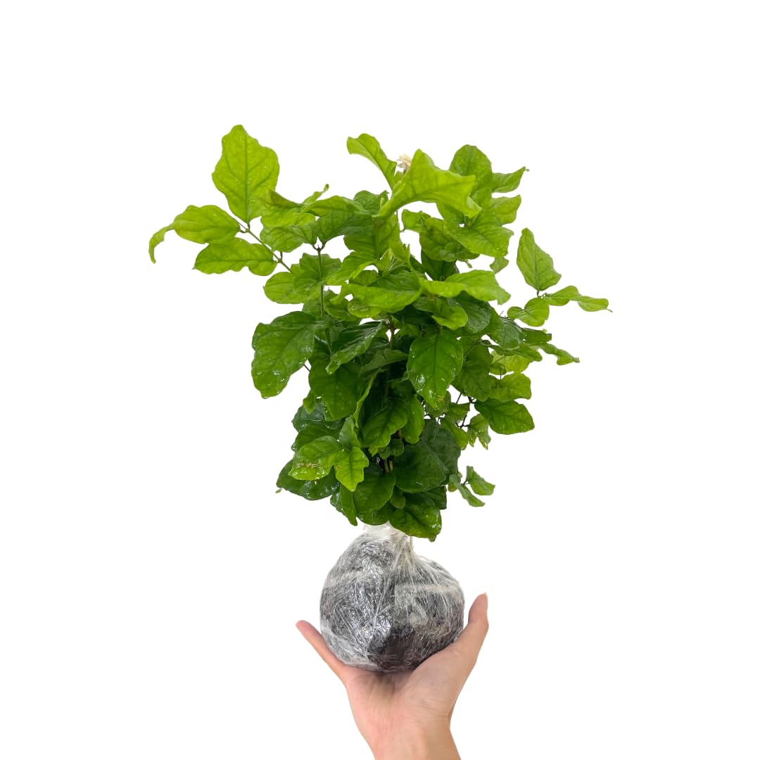 3 Jasmine Plants Live, 5 to 8 Inches Tall, Sambac Arabian Jasmine Vine Plant for Gardening and Outdoor Patio