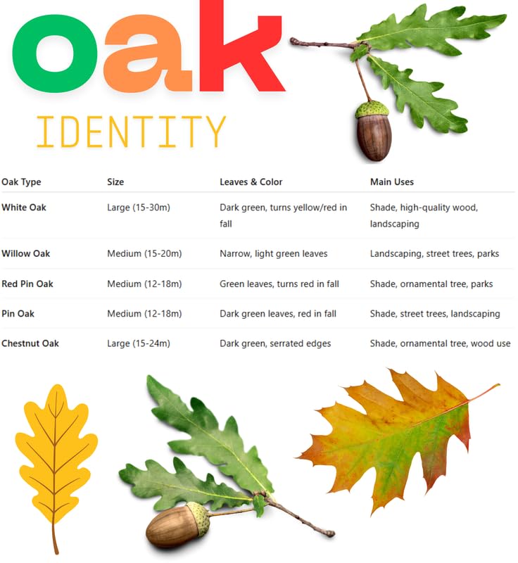 1 Year Old Pin Oak Tree Live Plant in 4" Pot, Fast Growing Shades Tree, Well-Rooted Seedling, Dormant in Winter, 6-12 Inches in Tall