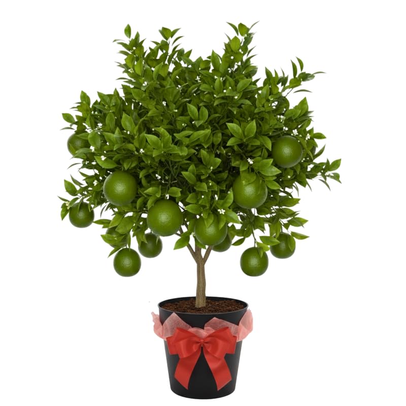 Mature Seedless Lime Tree Live Plant in 5 Gallon Pot, 2-3 Feet in Tall, Already Bearing Fruit, Cold Hardy and High-yielding, Fragrant Citrus Trees