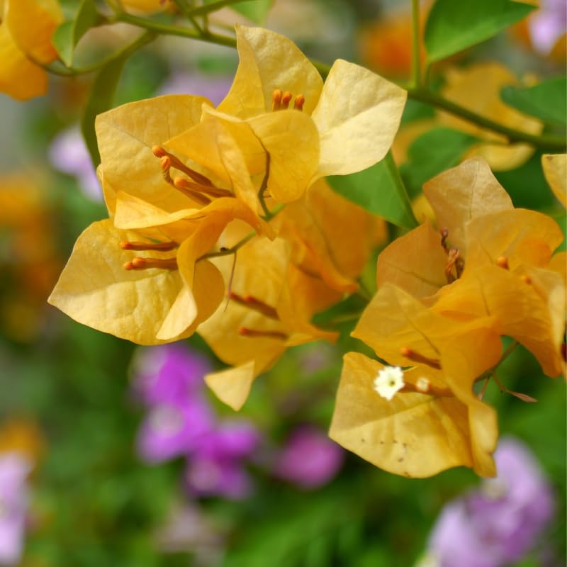 Set 2 Gold Bougainvillea Plants, 5-8" Tropical Bougainvillea Plant Starter, Colorful Perennial Blooms, Live Well Rooted Plant