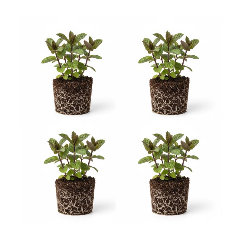 Set 4 Chocolate Mint Plants 4–7 Inch, Fragrant Culinary and Garden Mint, Fast-Growing, Zones 5–9