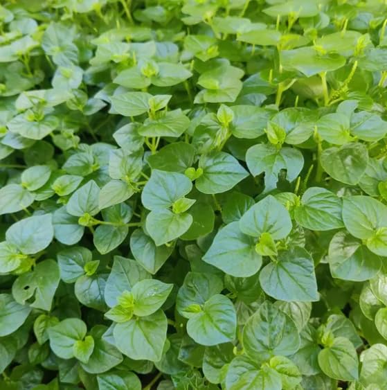 1000 Crab Claw Herb Seeds for Planting, Crab Claw Vegetable, Easy Grow