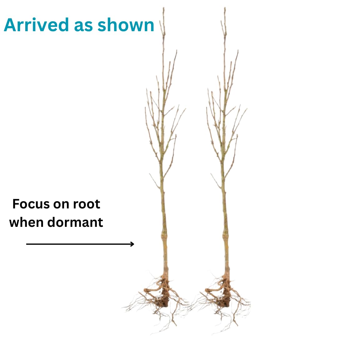 2 Bareroots Dormant Burning Bush Shrub Live Plants Rooted Cuttings, 6-12" Tall, Dormant, No Leaf, No Pot, Hardy Burning Bush Shrub for Outdoor Landscaping