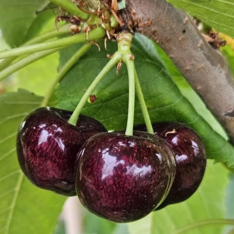 2 Black Cherry Trees 12-18 InchTall, Cold Hardy Cherry Fruit Tree for Home Orchard and Landscaping, Bareroots Dormant, Focus On Roots