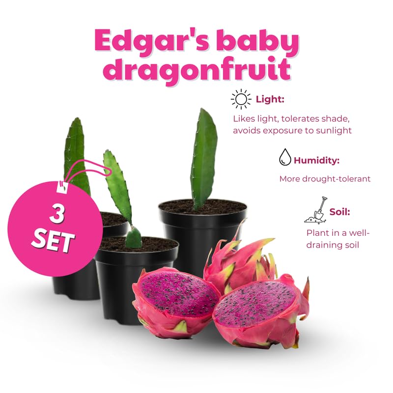 Set of 3 Dragon Fruit Plants Live, 4-7 Inches Tall, Tropical Dragonfruit Cactus Tree for Outdoor Spring Growing (Baby)