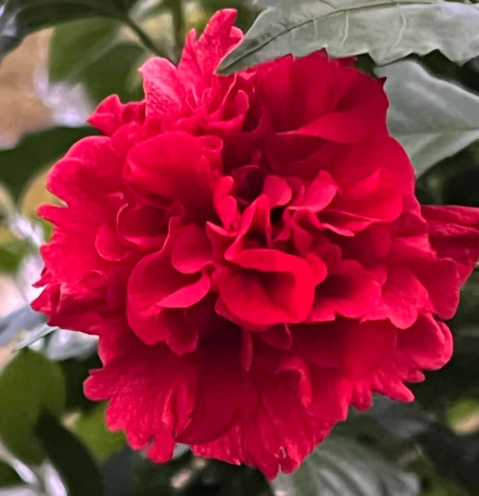 Althea Rose of Sharon Live Plant, Hardy Hibiscus Flowering Shrub 6-12 Inch Tall, Vibrant Althea Blooms for Outdoor Garden